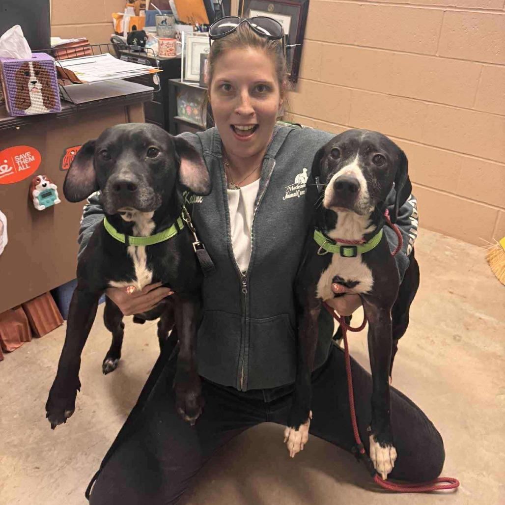 Ghostbuster, a Adoptable Mixed Breed in Chesapeake, VA image 6/6