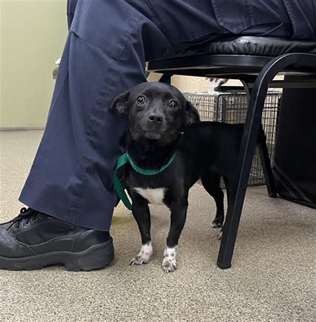CALYPSO, Adoptable, Adult Female Chihuahua.
