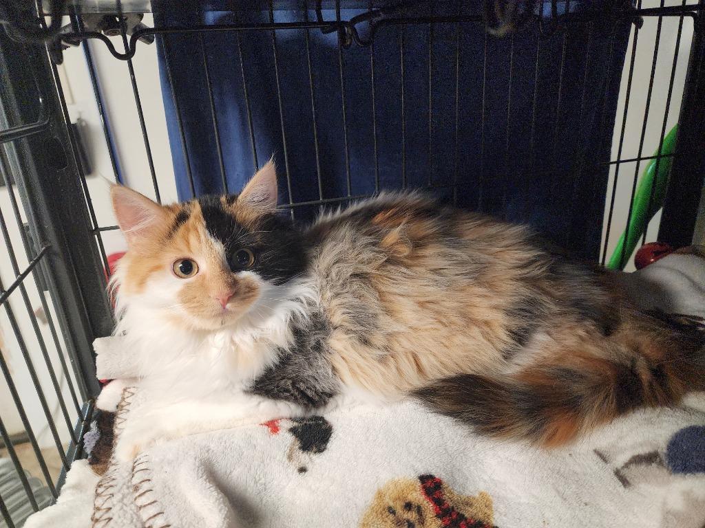 Clover, Adoptable, Kitten Female Domestic Long Hair.