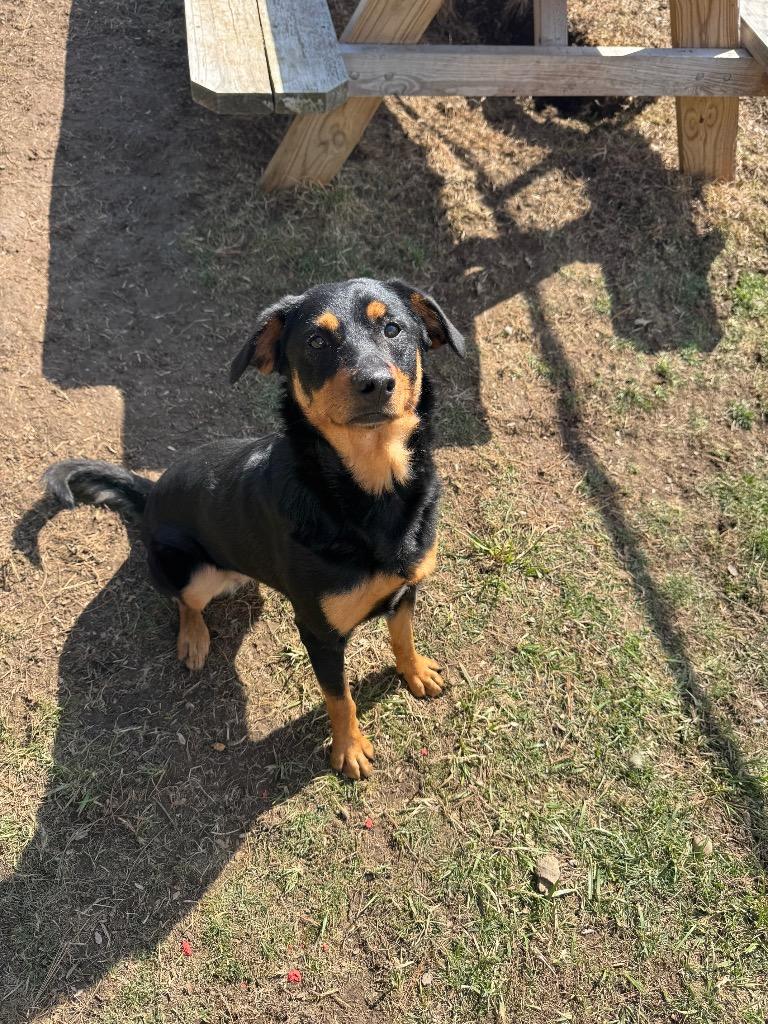 Enlarge Charlie, a Adoptable mixed breed in Marion, OH image 1/6