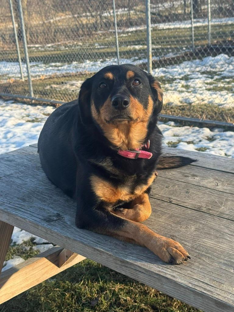 Enlarge Charlie, a Adoptable mixed breed in Marion, OH image 2/6