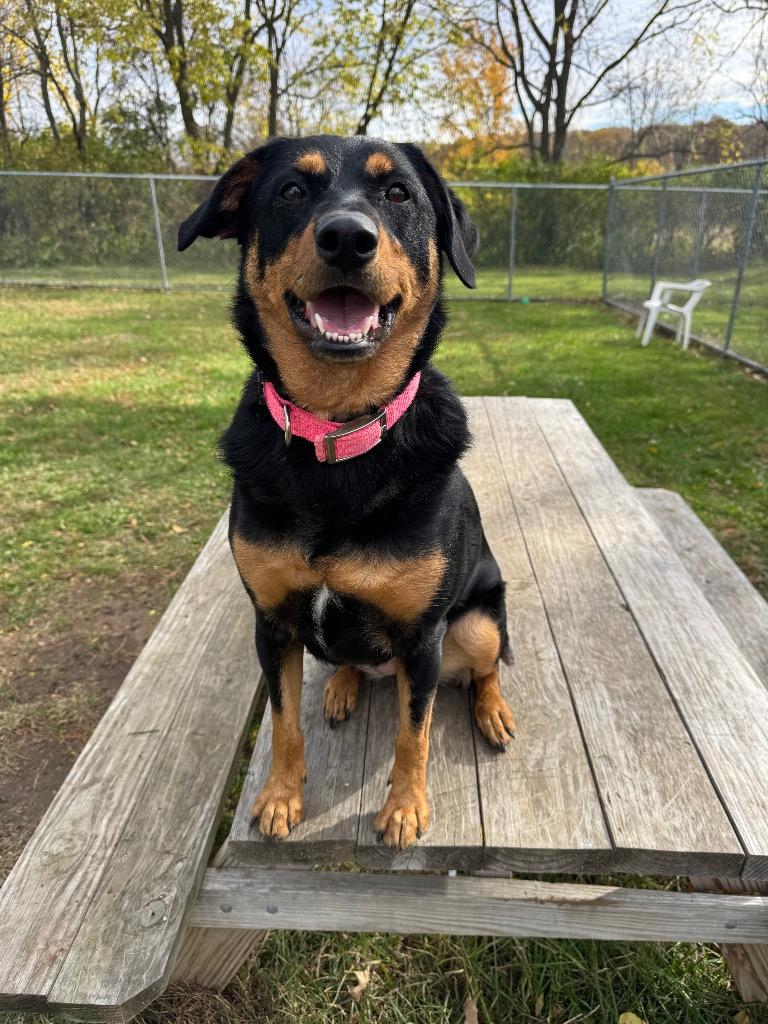 Enlarge Charlie, a Adoptable mixed breed in Marion, OH image 3/6
