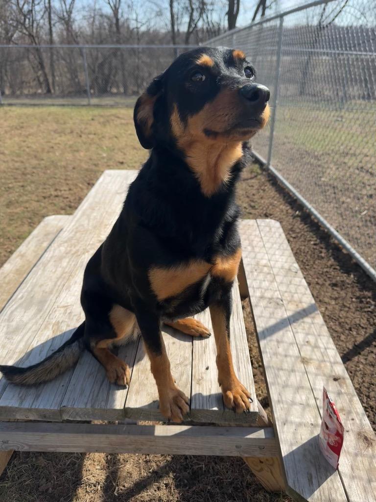 Enlarge Charlie, a Adoptable mixed breed in Marion, OH image 3/6