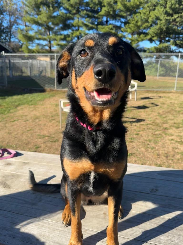 Enlarge Charlie, a Adoptable mixed breed in Marion, OH image 4/6