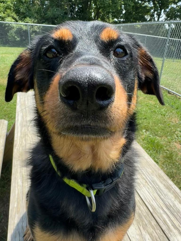 Enlarge Charlie, a Adoptable mixed breed in Marion, OH image 6/6