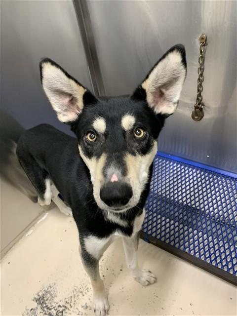 Enlarge BANDIT, a Adoptable Husky in Fairbanks, AK image 1/1