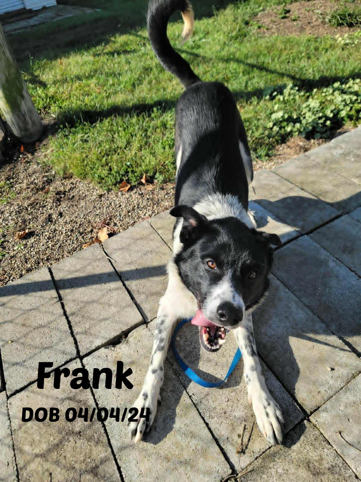 Frankie