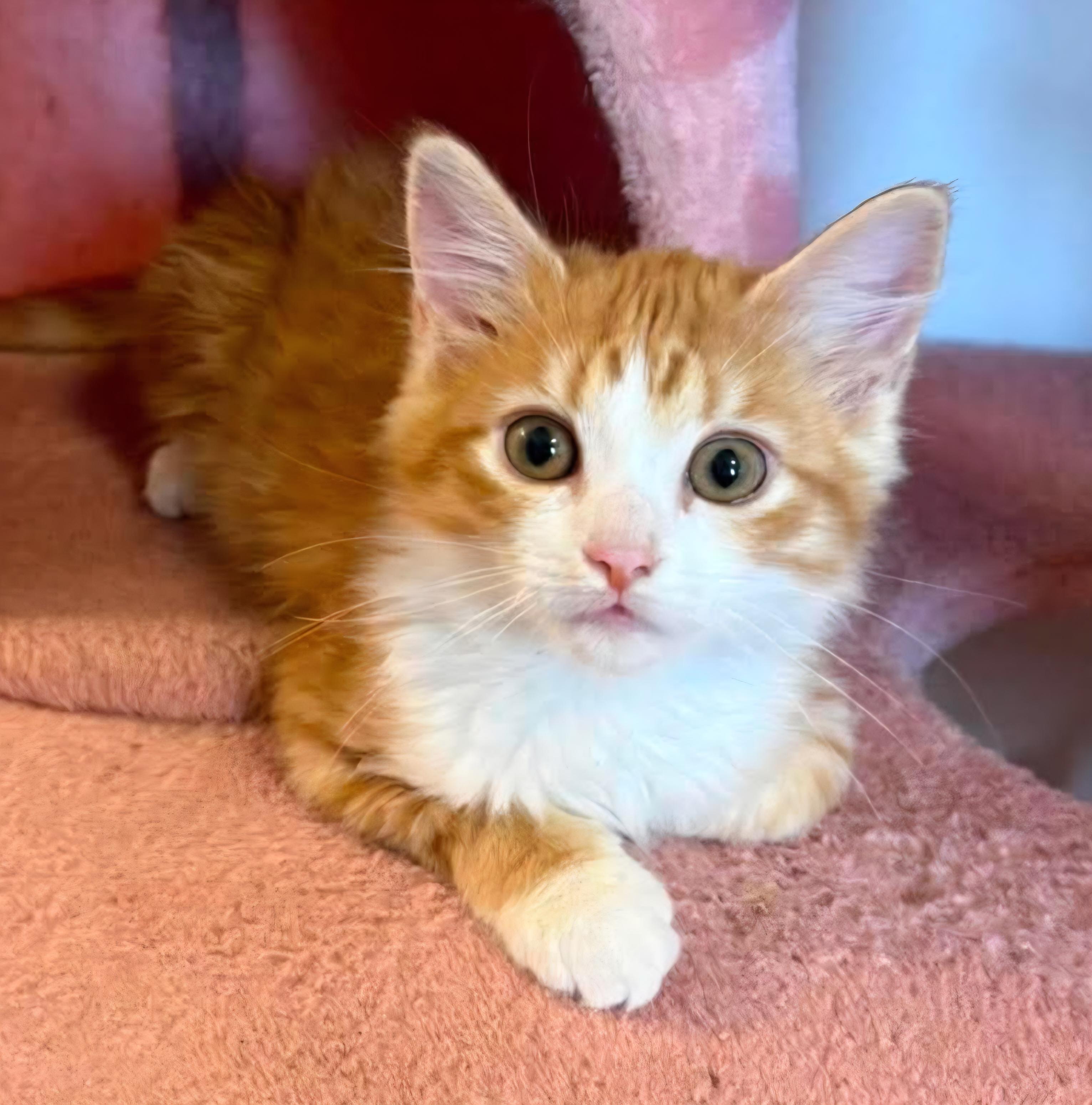 Jack, adopted, Kitten Male Domestic Long Hair.
