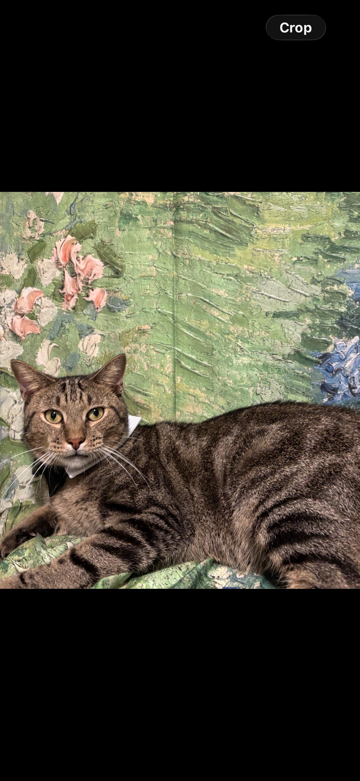 Connor, Adoptable, Adult Male Domestic Short Hair & Tabby.