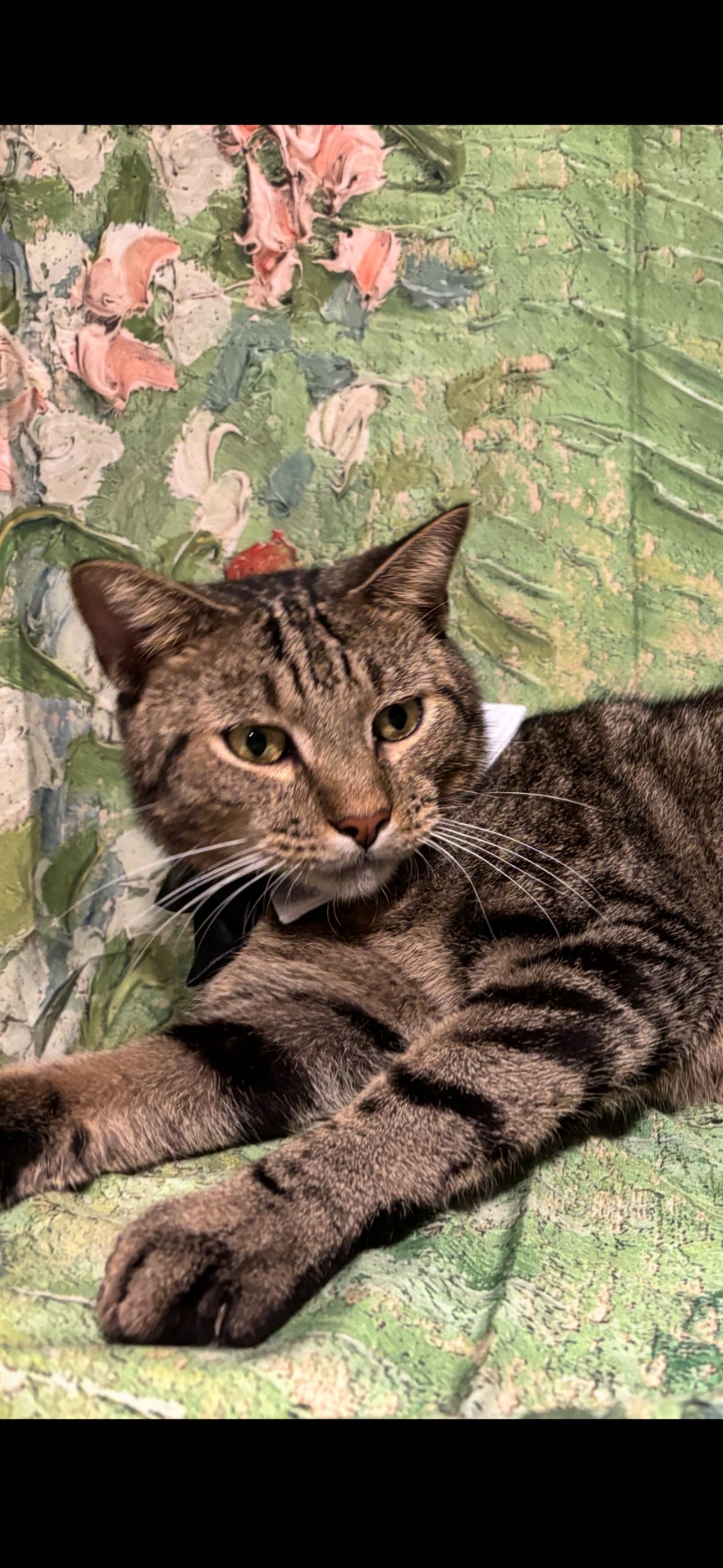 Enlarge Connor, a Adoptable mixed breed in Flushing, NY image 3/5