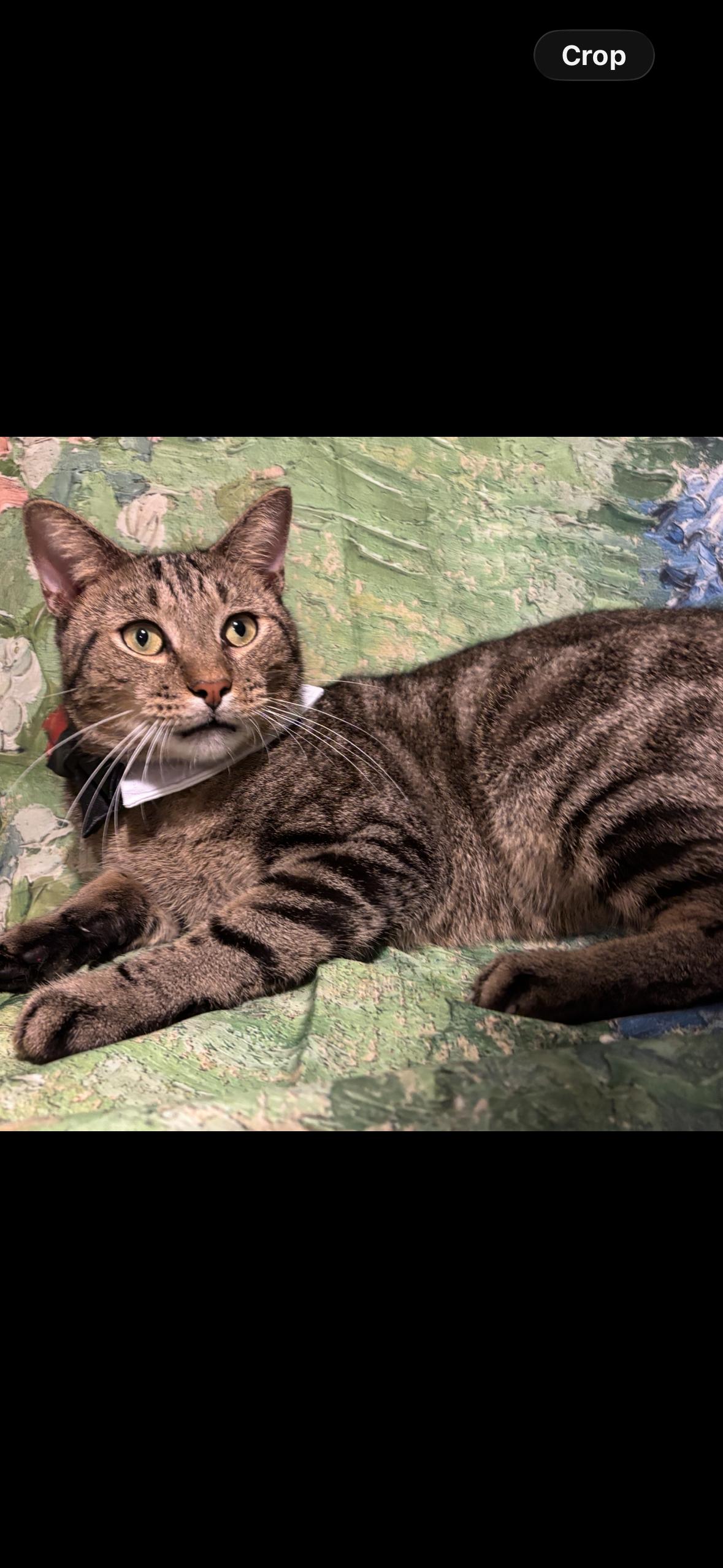 Enlarge Connor, a Adoptable mixed breed in Flushing, NY image 5/5