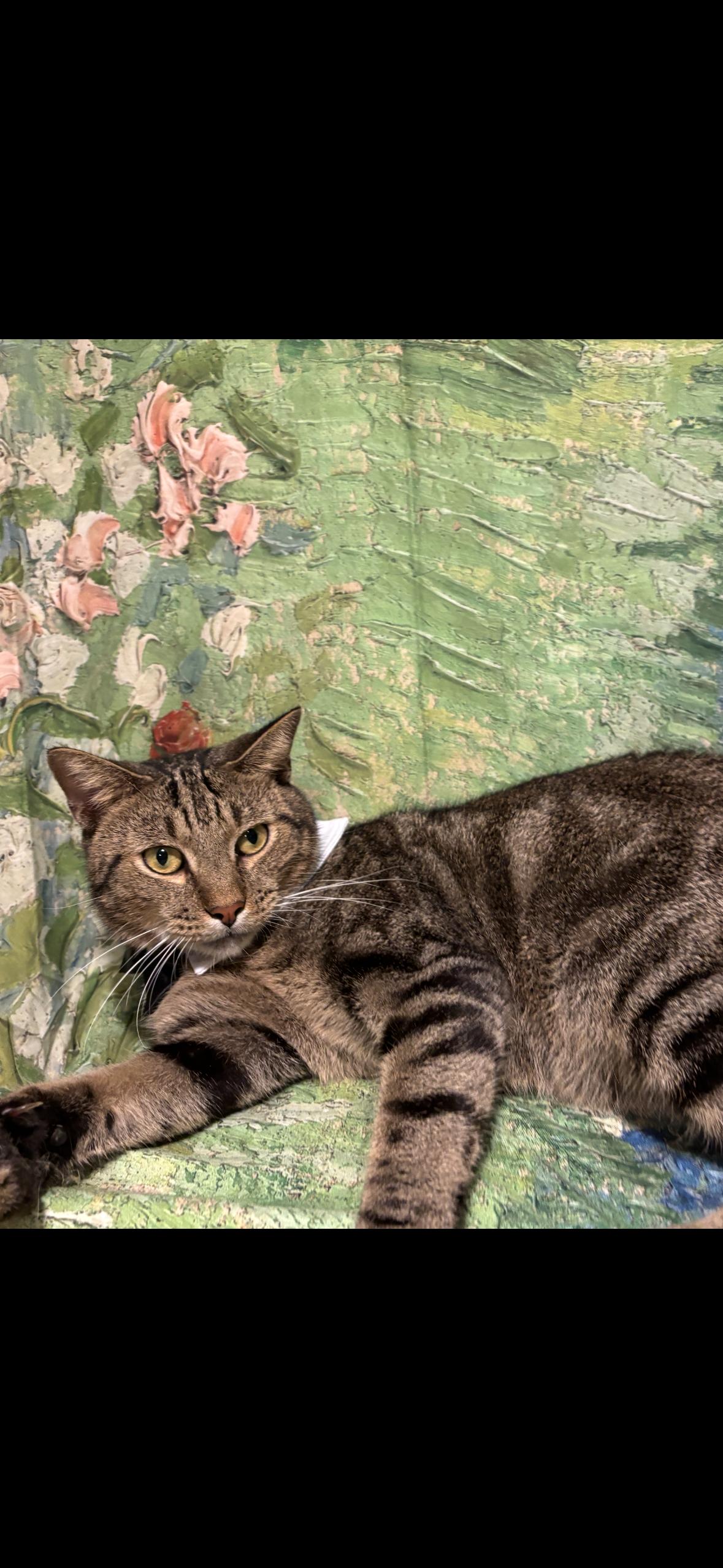 Enlarge Connor, a Adoptable mixed breed in Flushing, NY image 2/5