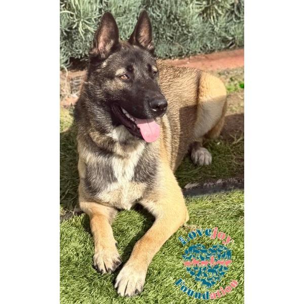 Enlarge Finn, an adopted mixed breed in Inglewood, CA image 2/2