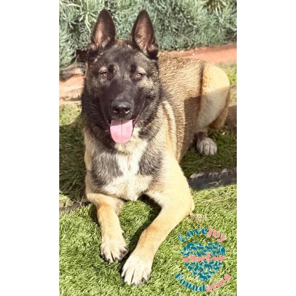 Finn, adopted, Young Male Belgian Shepherd / Malinois & Akita.