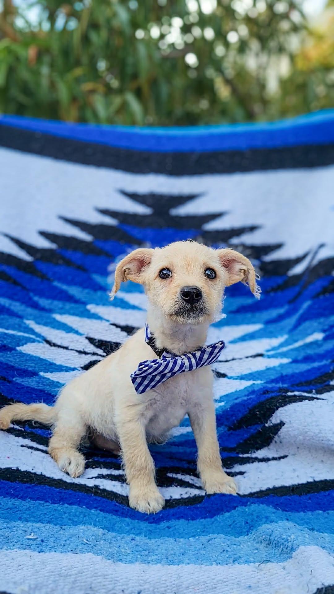 Enlarge Manuka, a ADOPTABLE mixed breed in Temecula, CA image 1/1