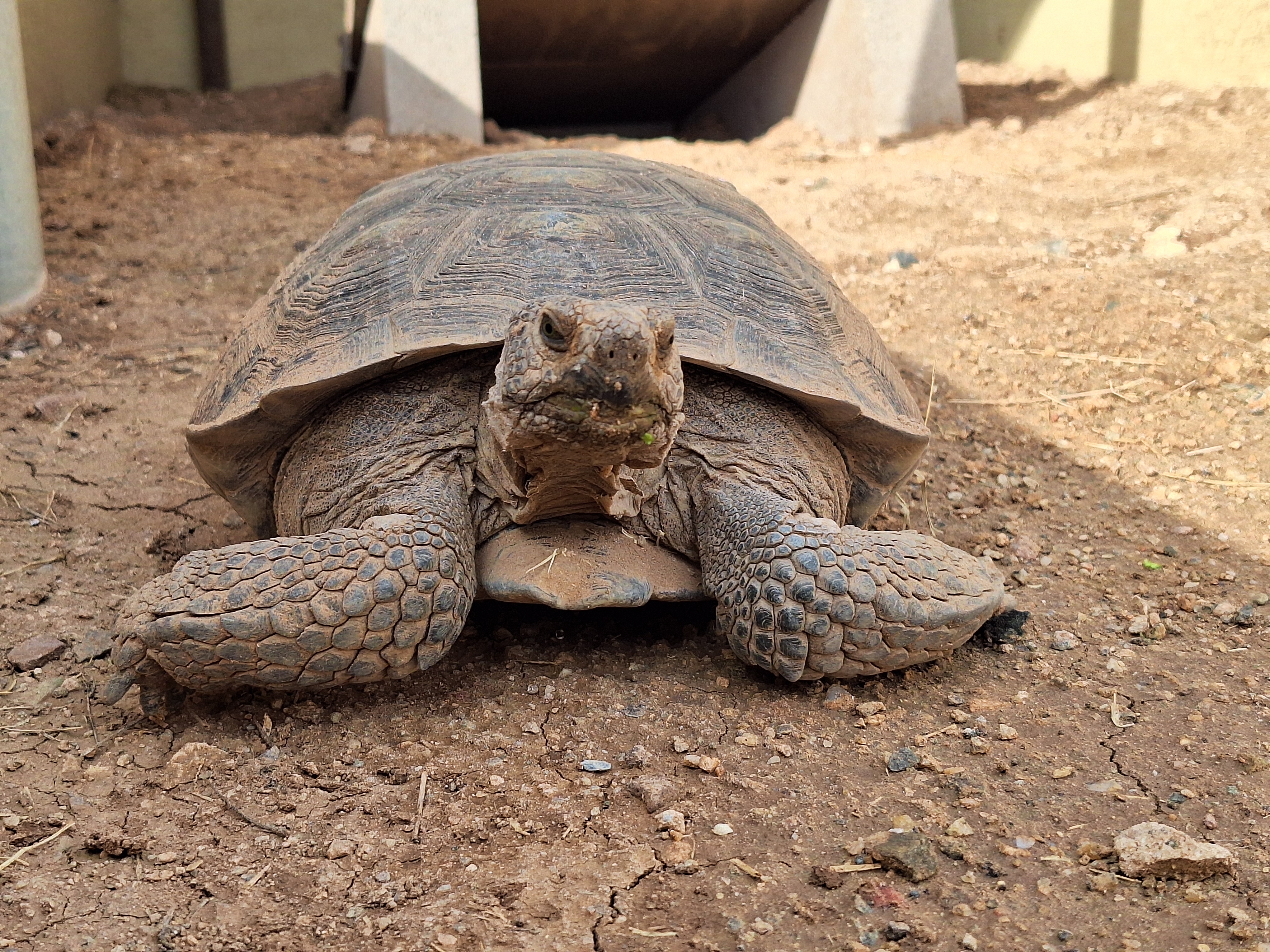 Russa, Adult Female unknown