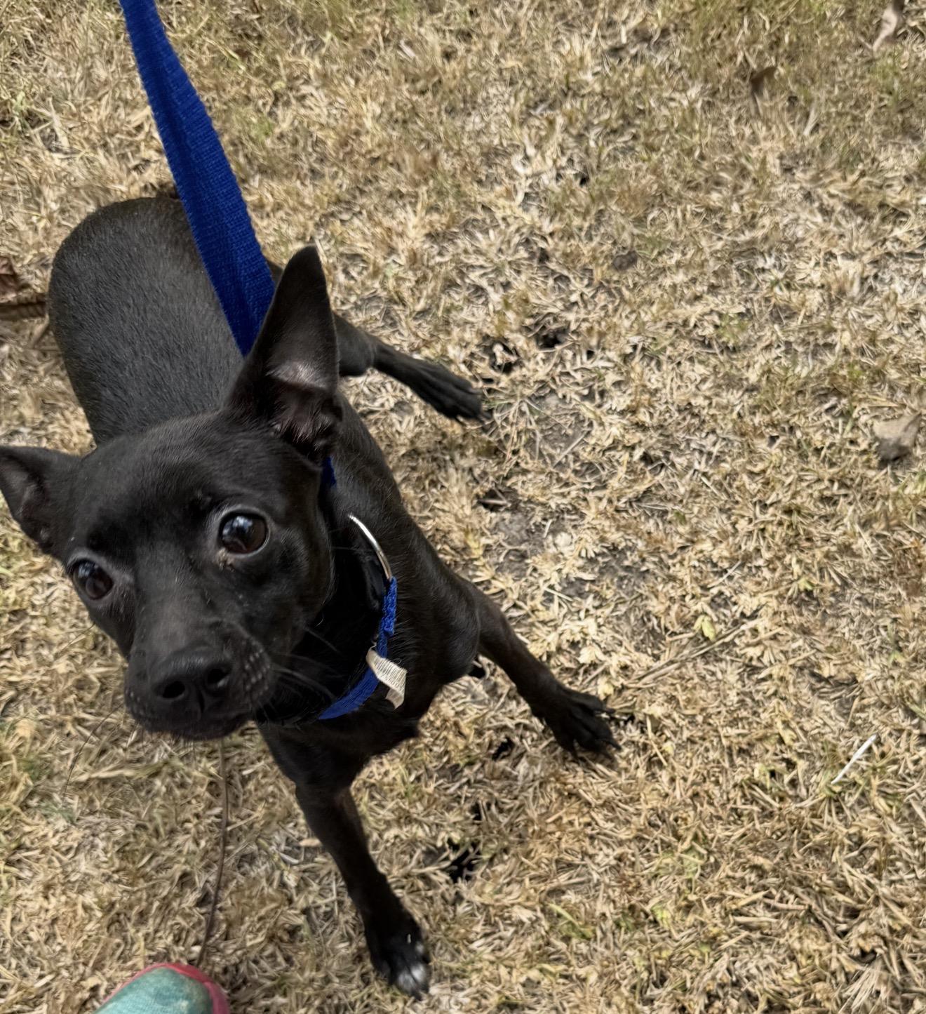 Buster, a Adoptable mixed breed in Warwick, RI image 1/3