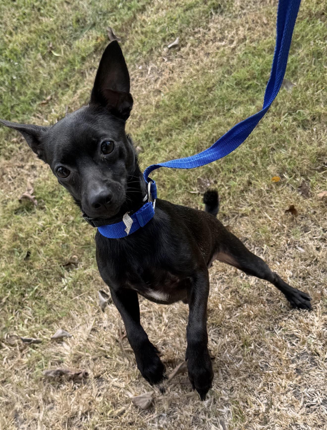 Buster, a Adoptable mixed breed in Warwick, RI image 3/3