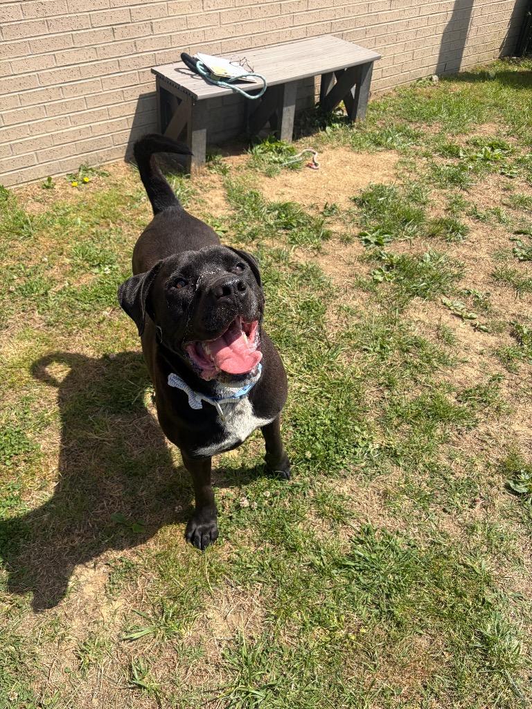 Champ, Adoptable, Adult Male Mixed Breed.