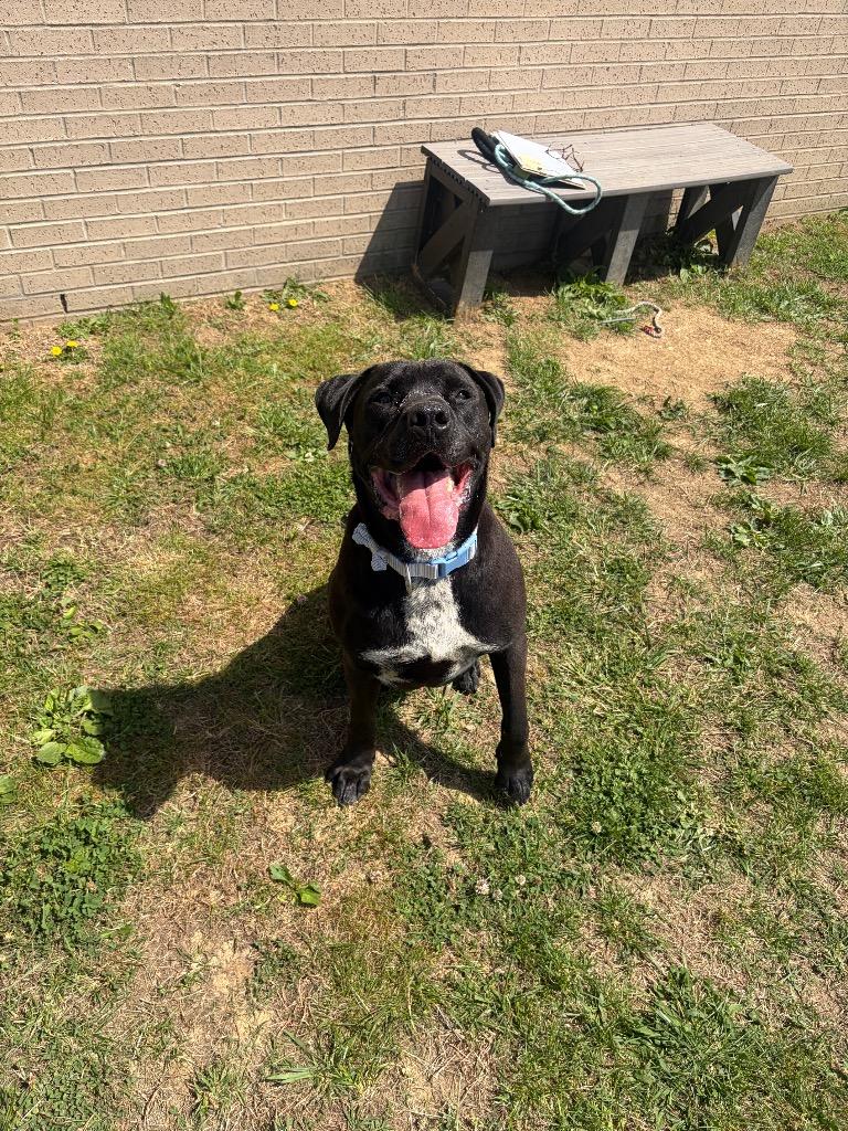 Enlarge Champ, a Adoptable mixed breed in Gallatin, TN image 2/3