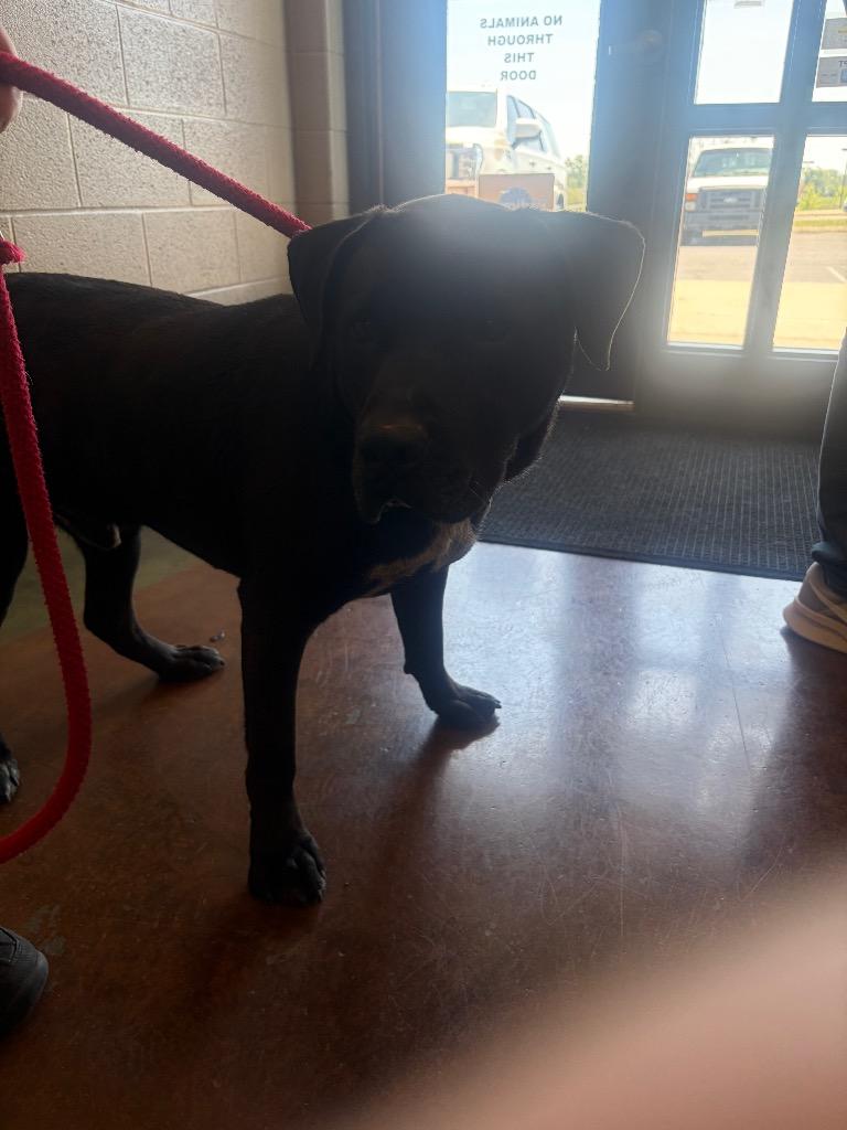 Enlarge Champ, a Adoptable mixed breed in Gallatin, TN image 3/3