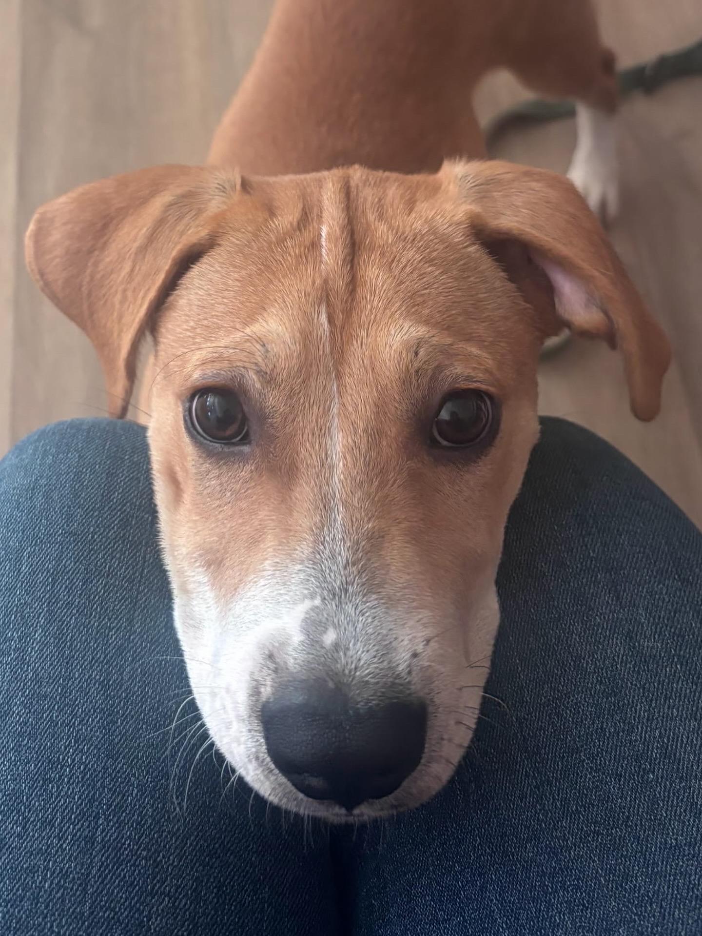 Enlarge Blaze, a Adoptable mixed breed in Charlotte, NC image 4/5