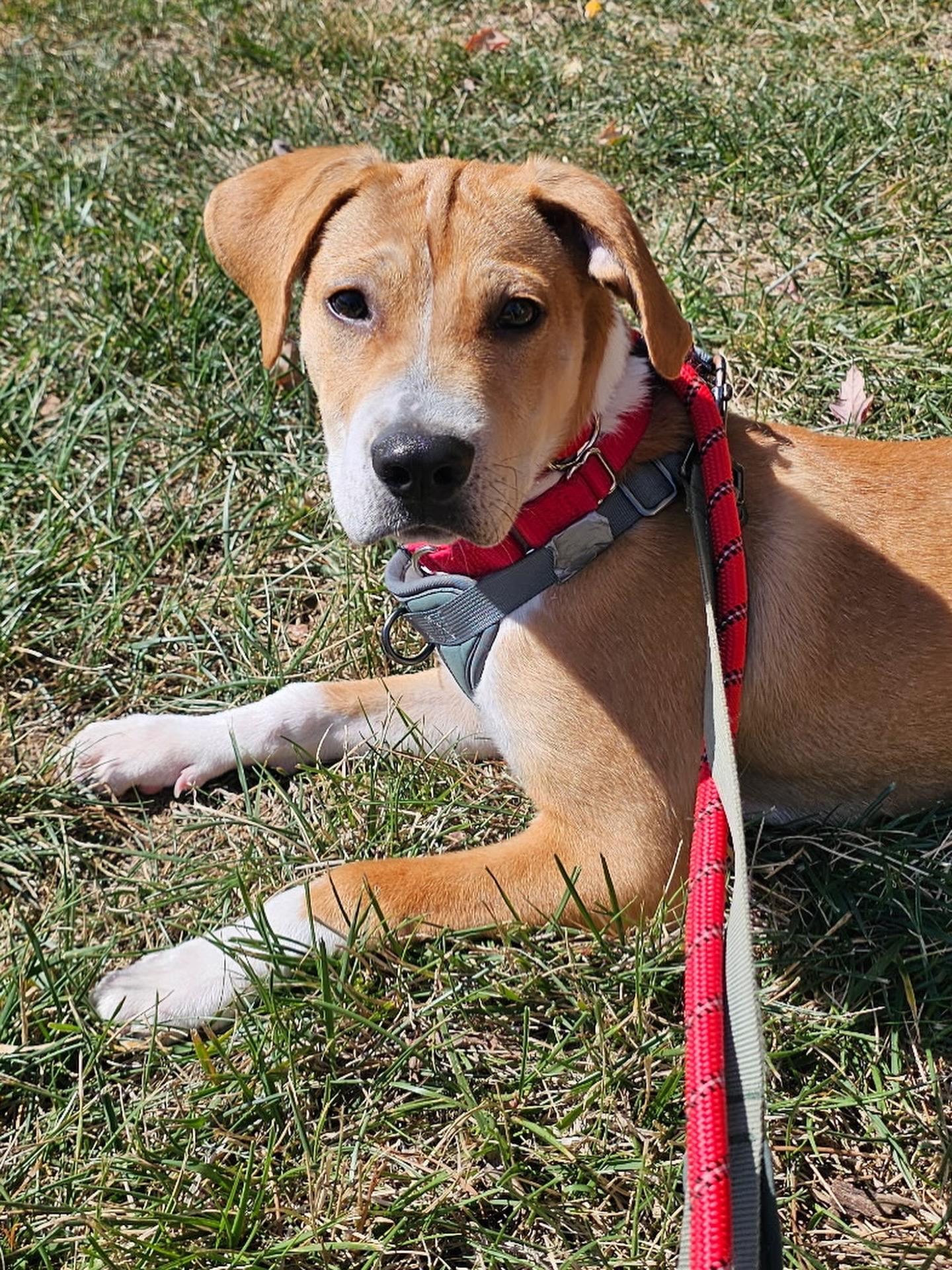 Enlarge Blaze, a Adoptable mixed breed in Charlotte, NC image 3/5