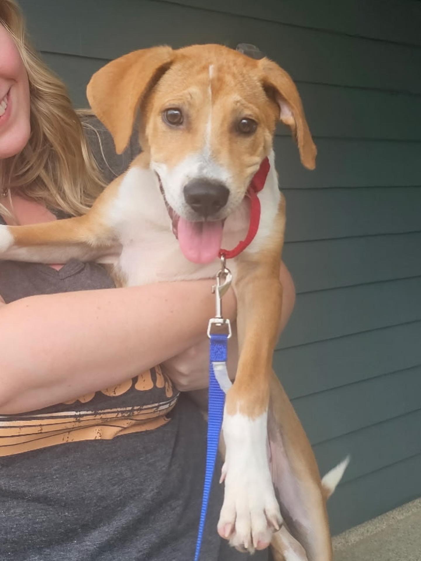 Enlarge Blaze, a Adoptable mixed breed in Charlotte, NC image 2/5