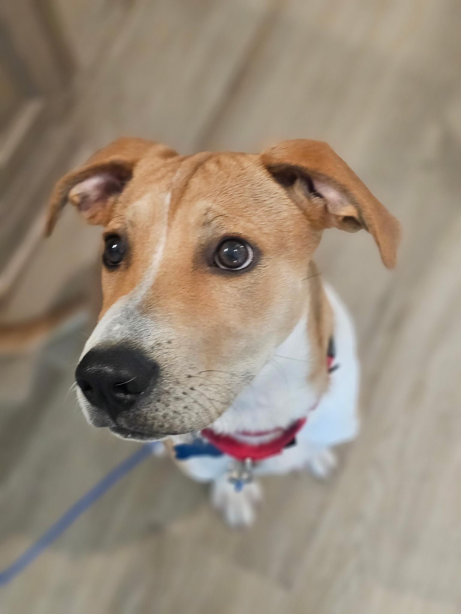 Enlarge Blaze, a Adoptable mixed breed in Charlotte, NC image 1/5