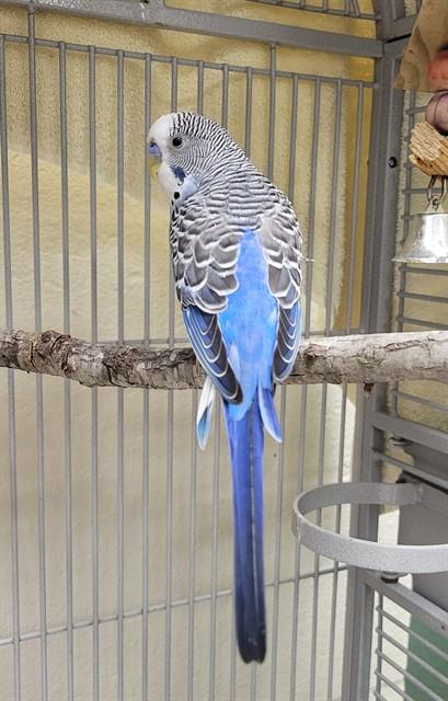TEDDY, Adoptable, Adult Male Budgie / Budgerigar.