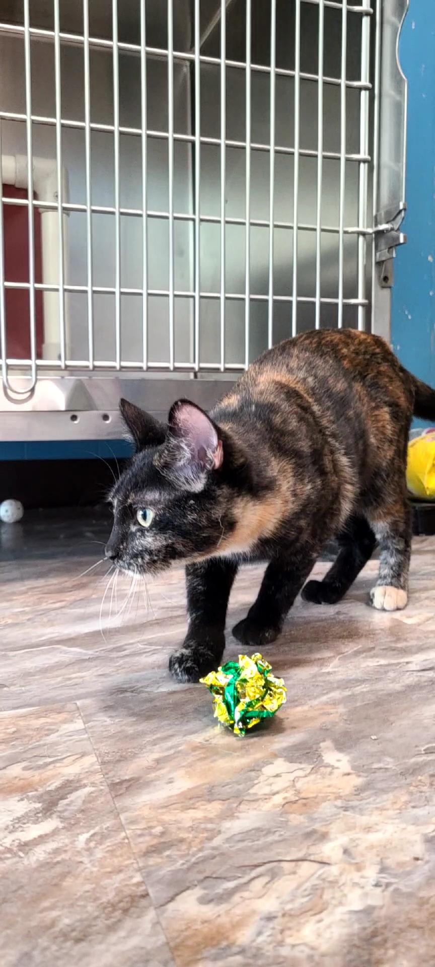 Brew, adopted, Young Female Domestic Short Hair.