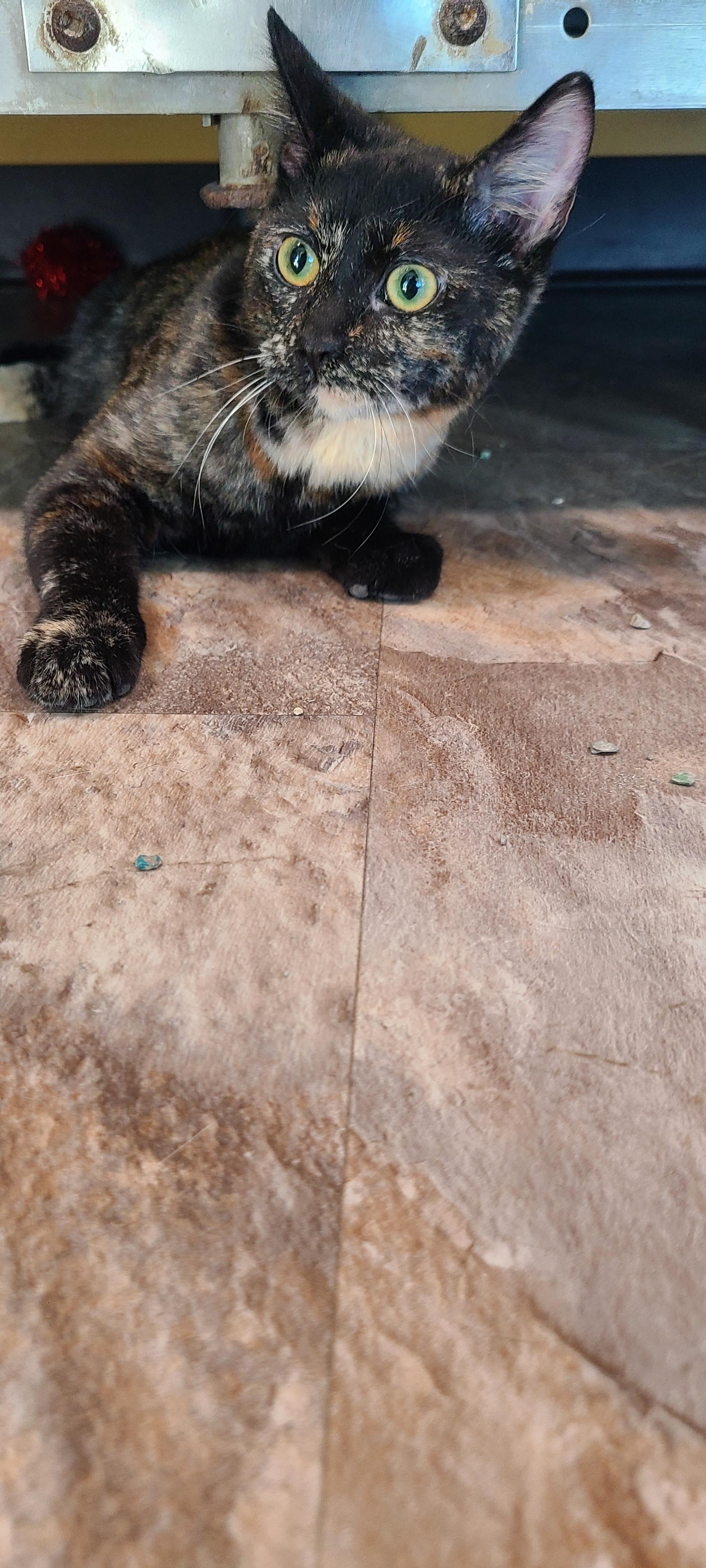 Enlarge Brew, an adopted Domestic Short Hair in Topeka, KS image 2/2