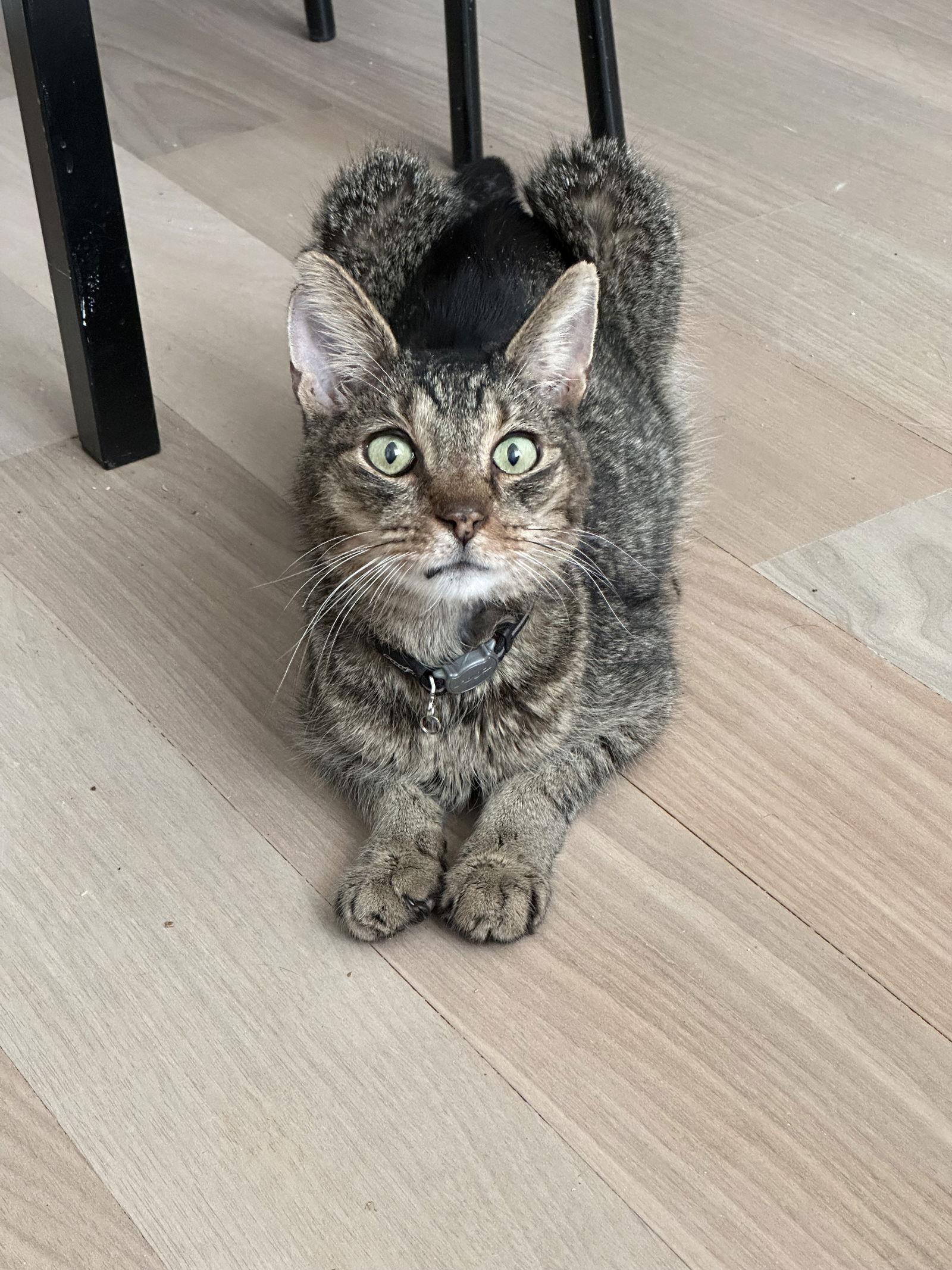 Moose aka Miles, a Adoptable Domestic Short Hair in Philadelphia, PA image 1/3