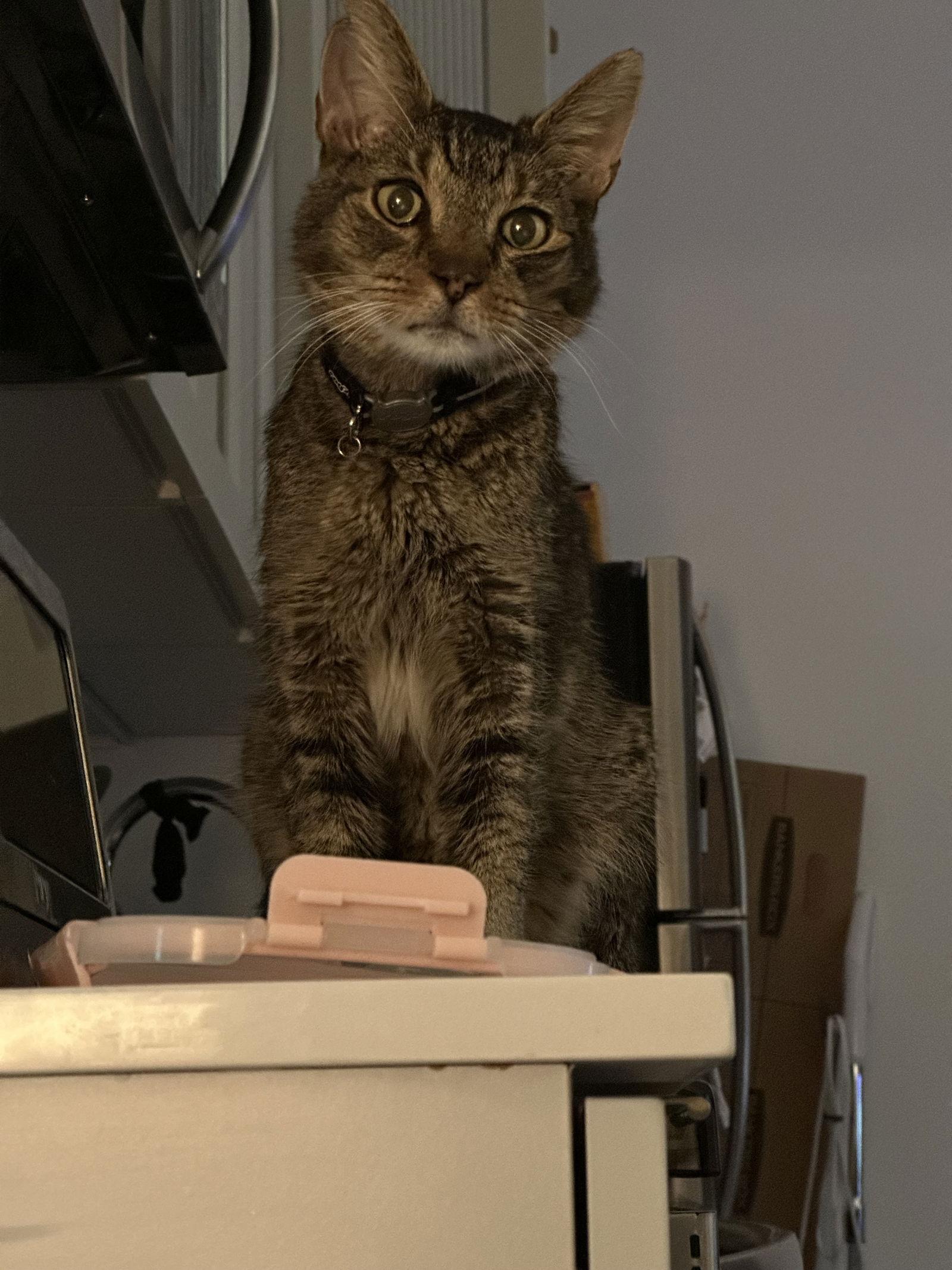 Moose aka Miles, a Adoptable Domestic Short Hair in Philadelphia, PA image 2/3