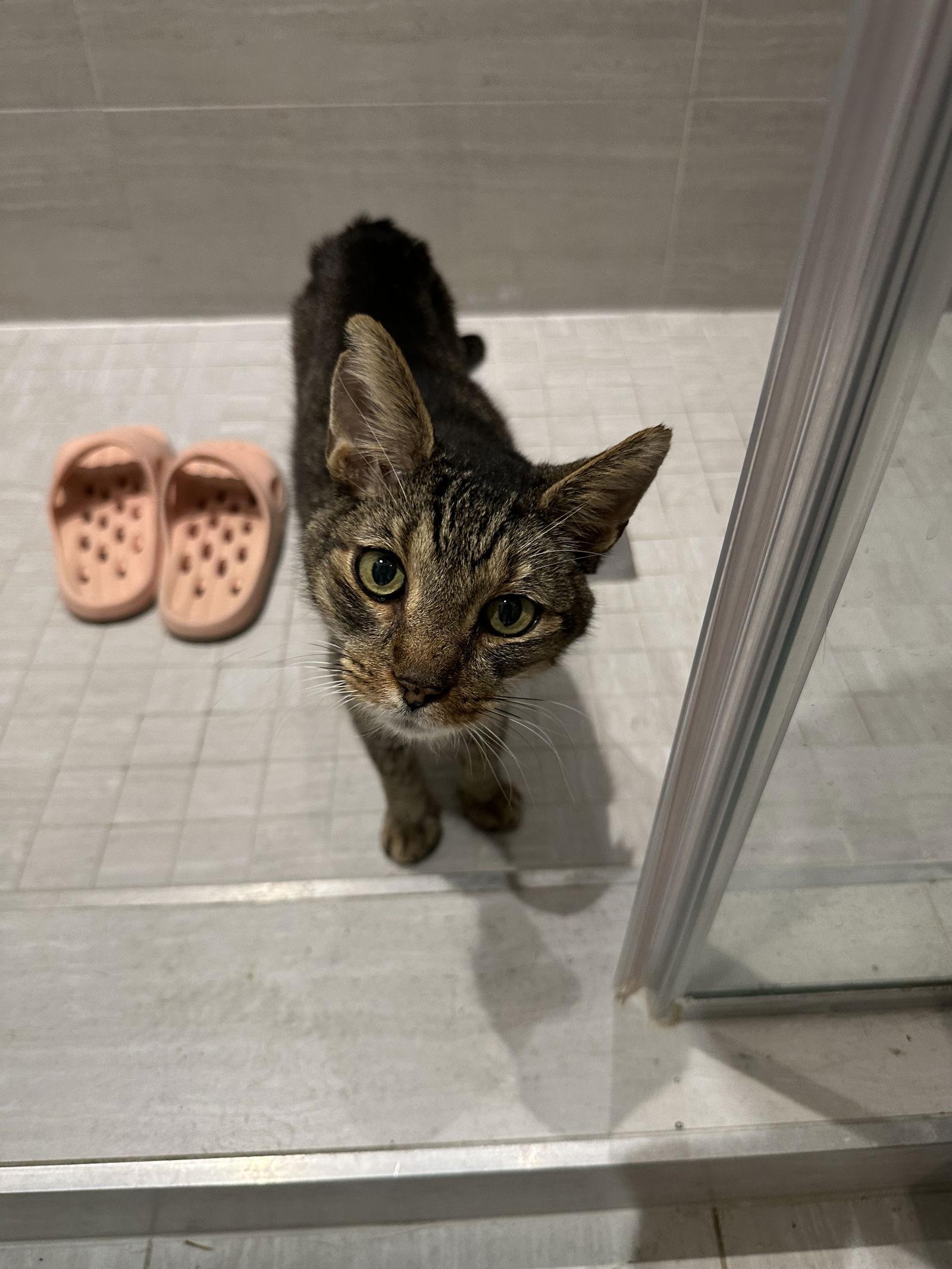 Moose aka Miles, a Adoptable Domestic Short Hair in Philadelphia, PA image 3/3