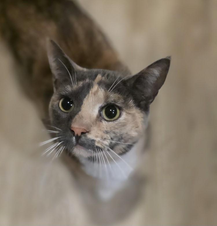 isabeau, a Adoptable mixed breed in Fresno, CA image 4/4