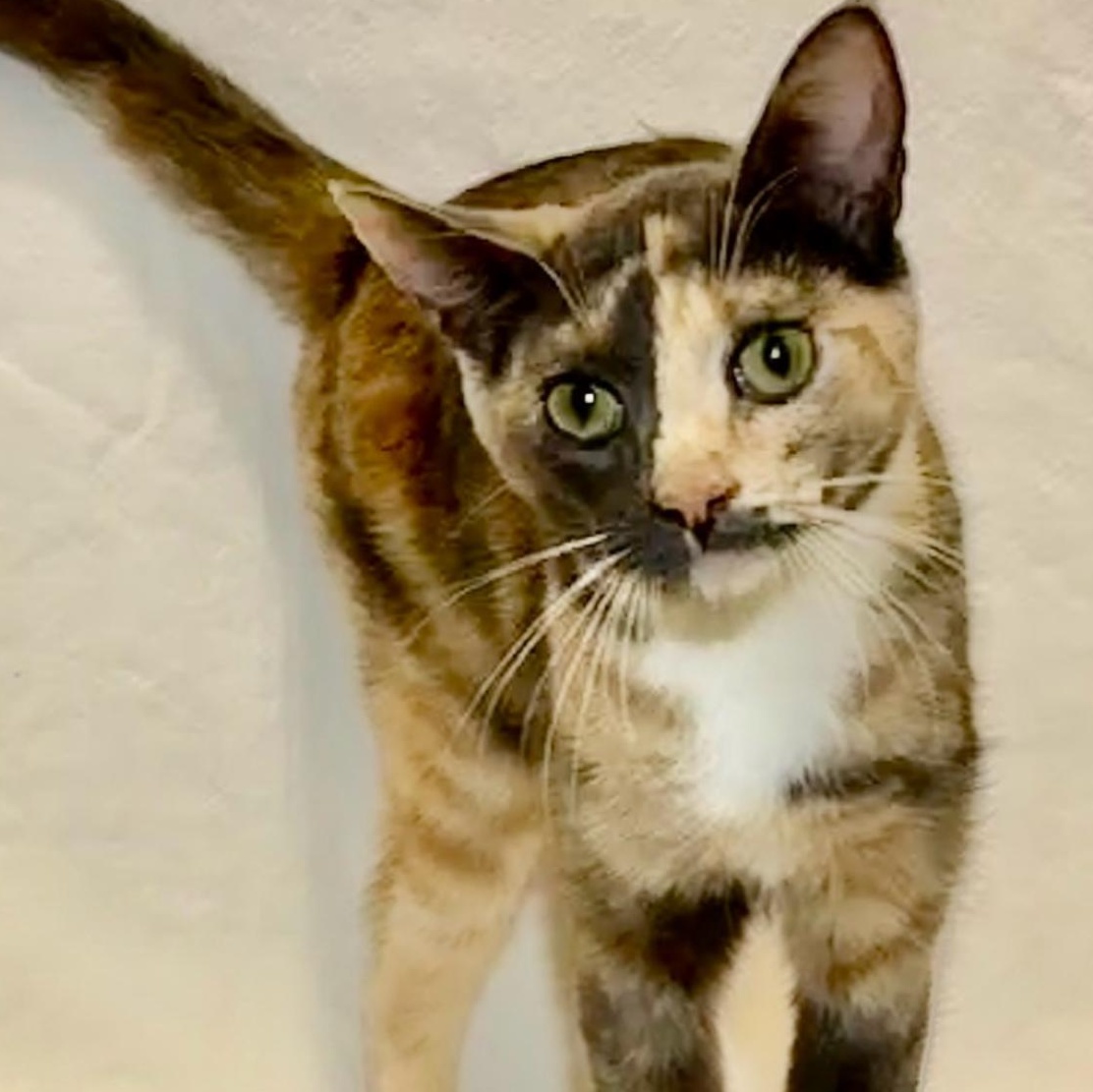 isabeau, Adoptable, Young Female Domestic Short Hair.