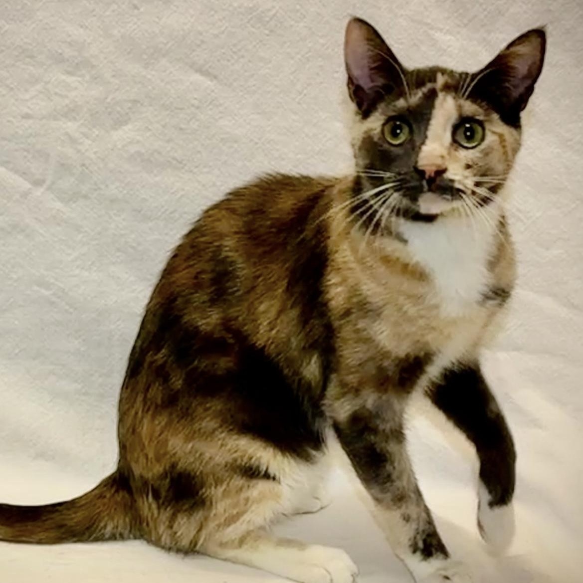 isabeau, a Adoptable mixed breed image 2/3