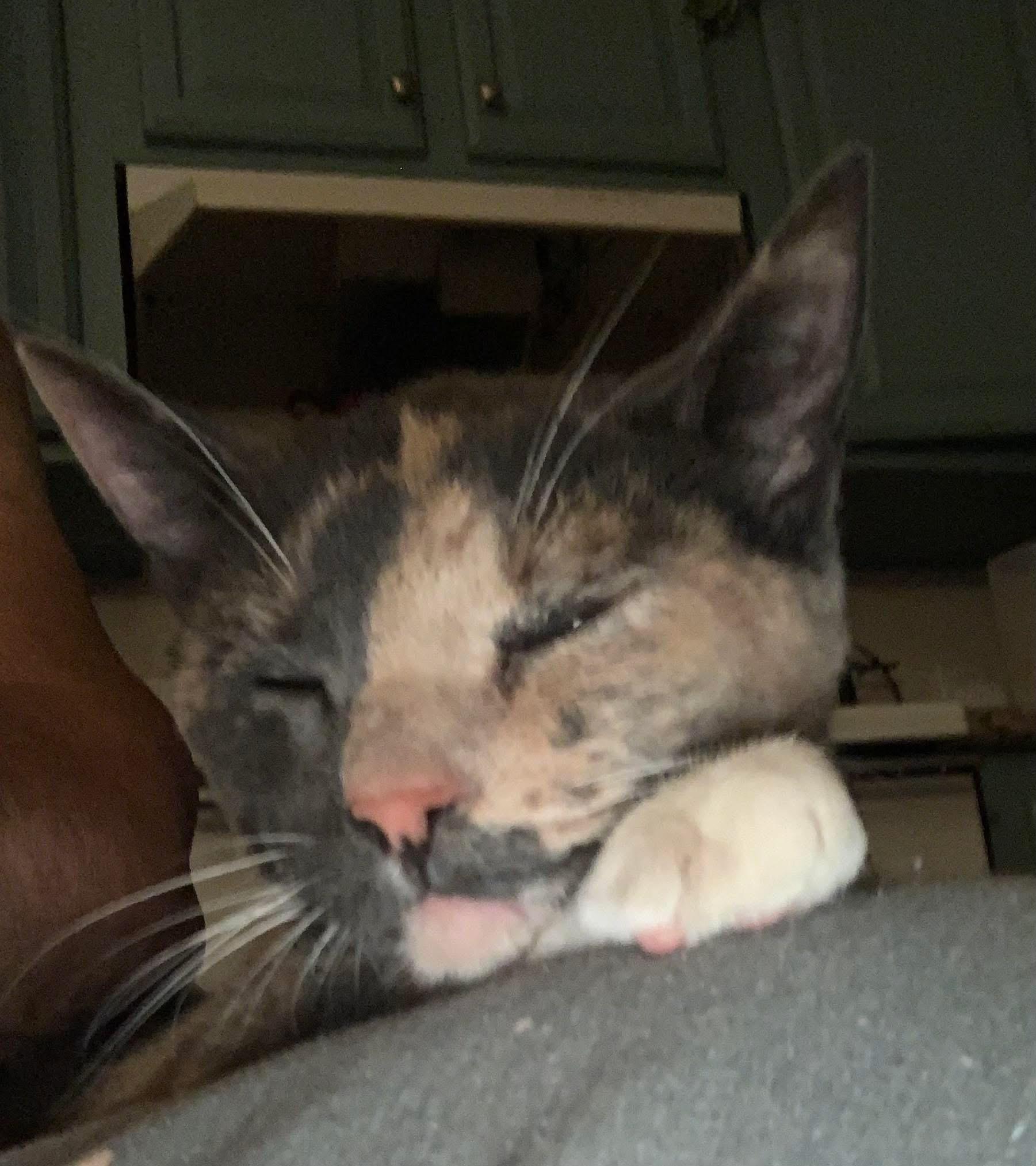 isabeau, a Adoptable mixed breed image 3/3