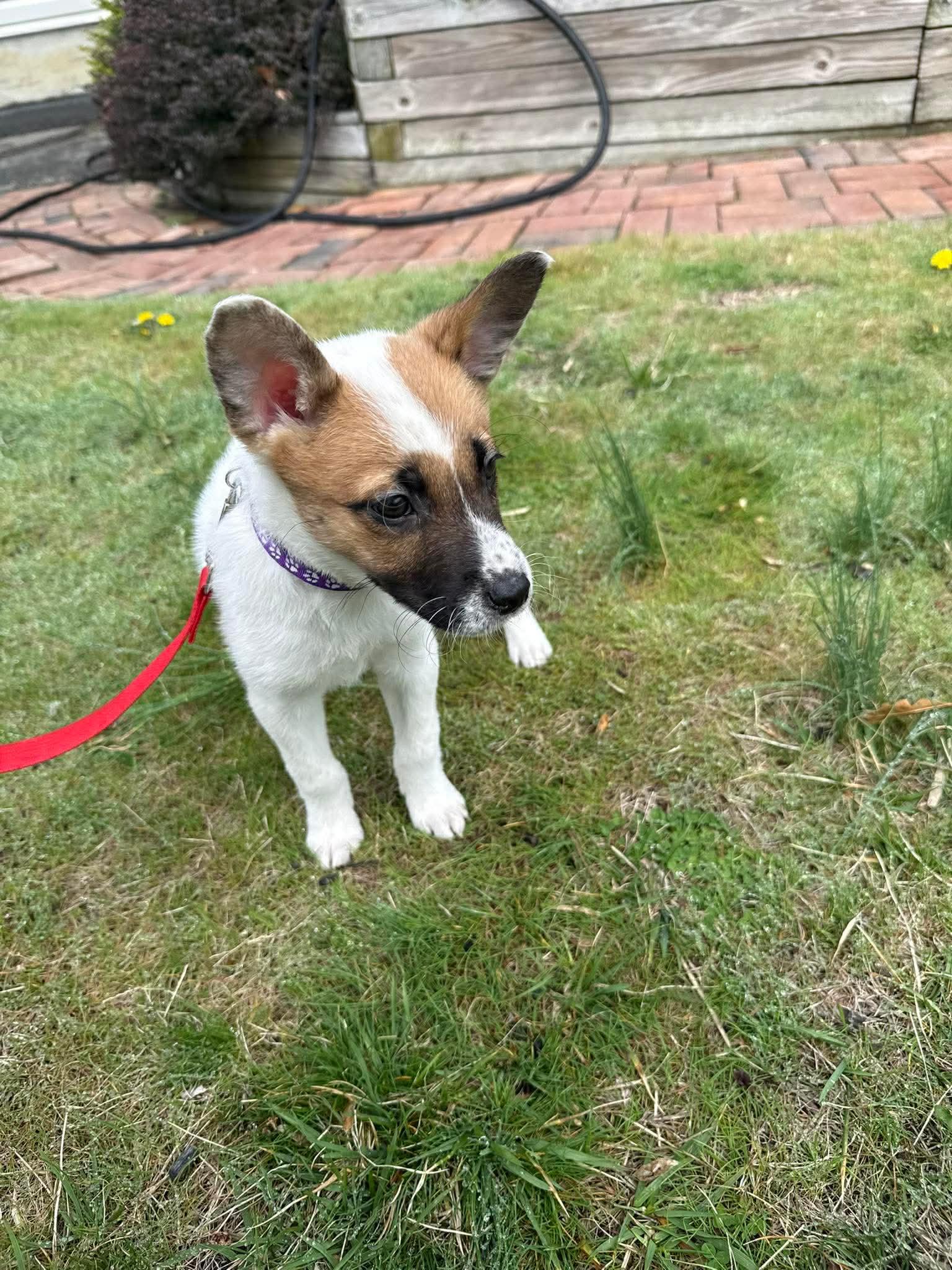 Enlarge Bunny, a ADOPTABLE mixed breed in Jackson , NJ image 2/2