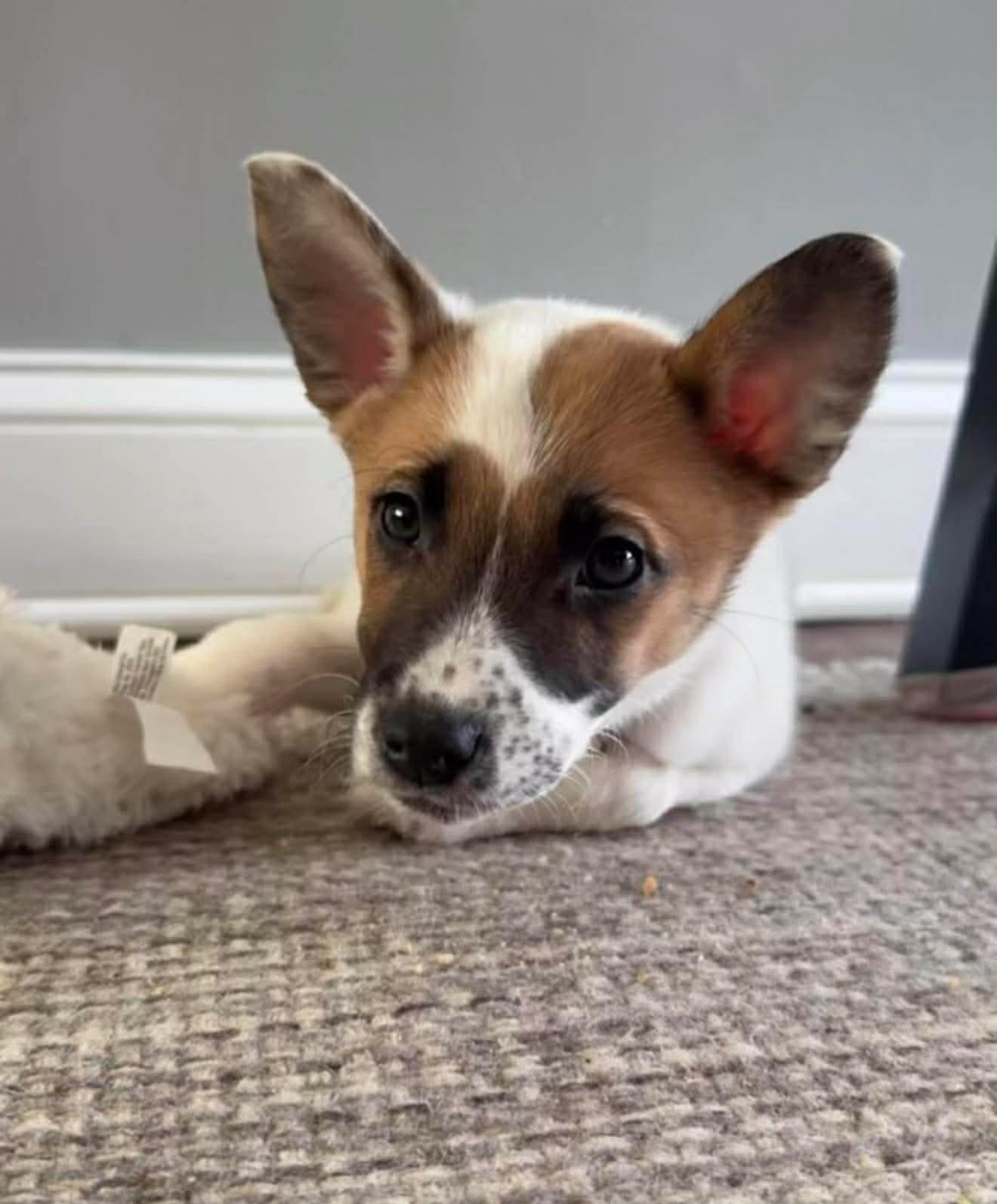 Bunny, ADOPTABLE, Puppy Female Cattle Dog.