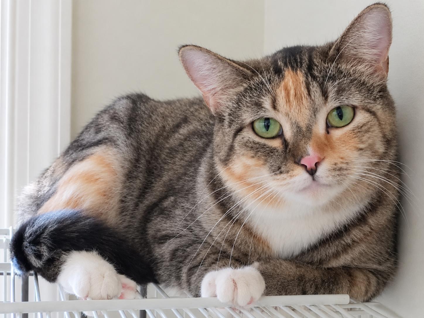 Reba, Adoptable, Adult Female Domestic Short Hair.
