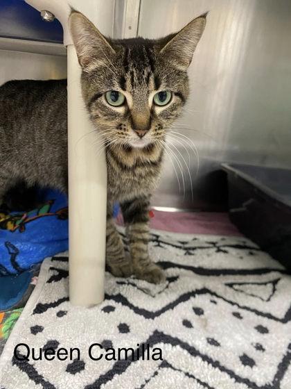 Queen Camilla, Adoptable, Young Female Domestic Short Hair & Domestic Short Hair.