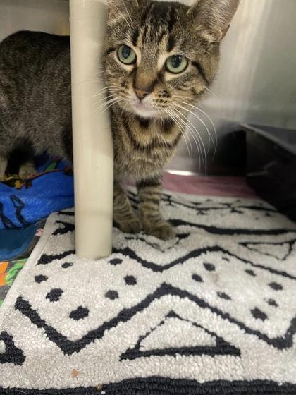 Enlarge Queen Camilla, a Adoptable mixed breed in Hobart, IN image 2/2