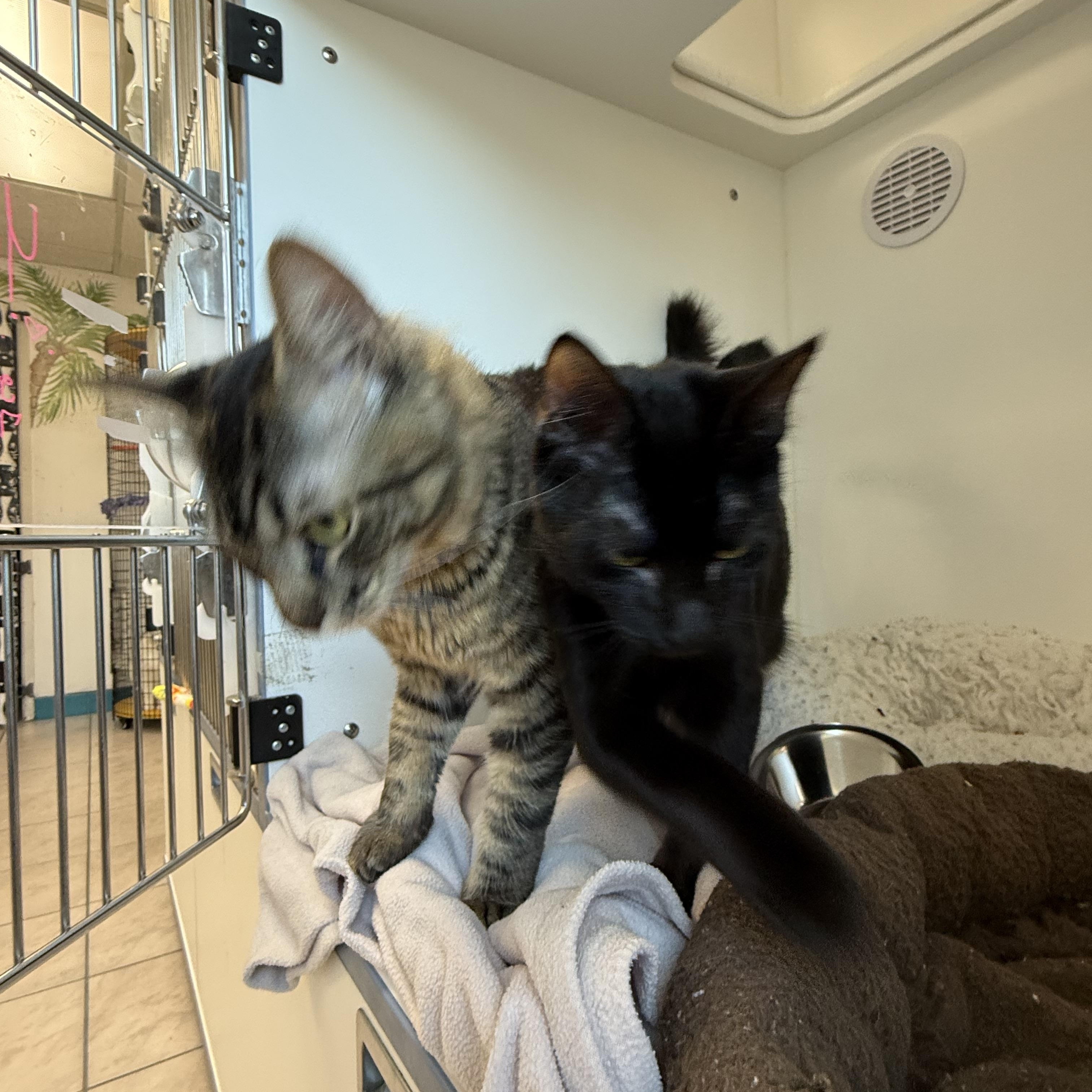 Enlarge Koda, a ADOPTABLE Domestic Short Hair in Newport Beach, CA image 4/4