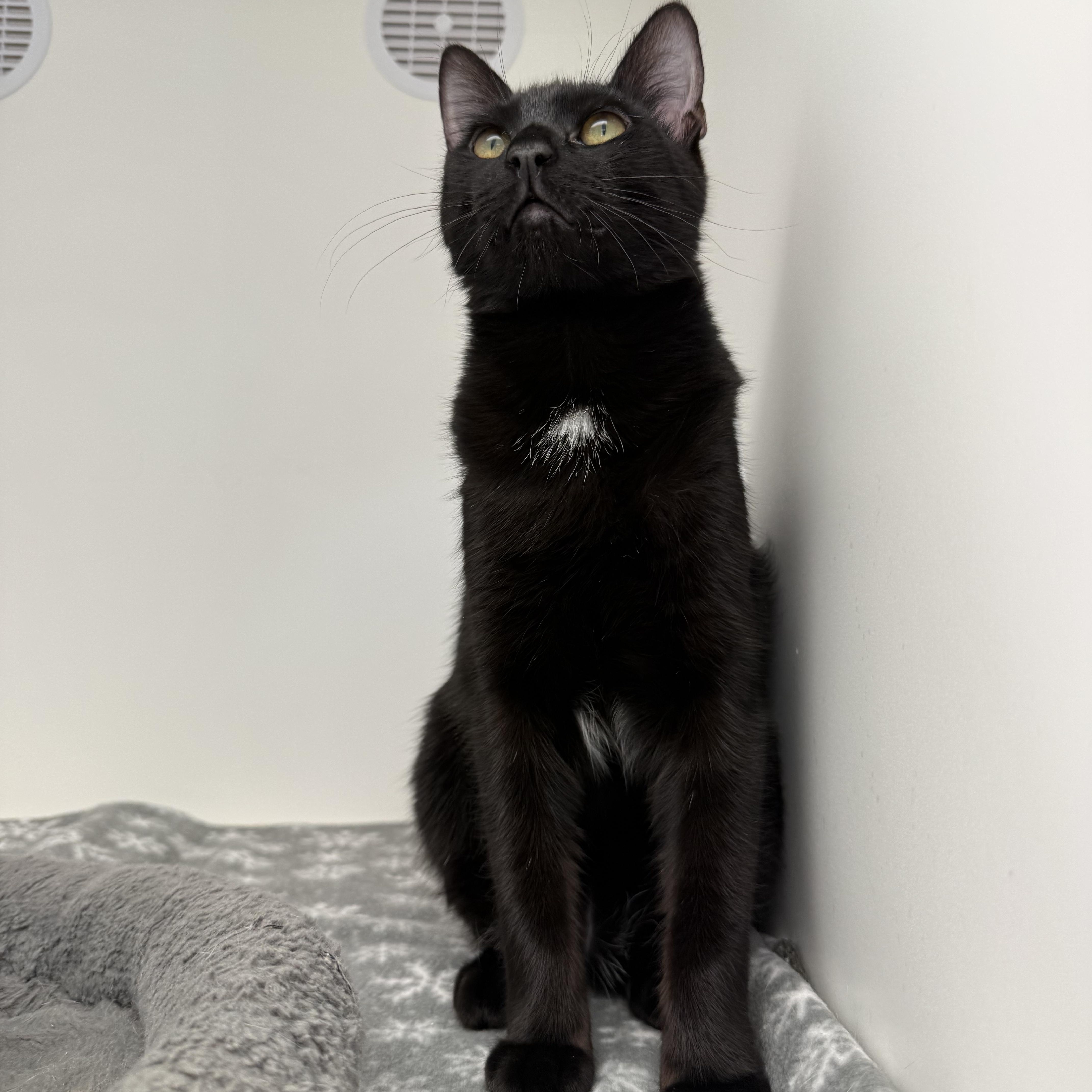 Enlarge Koda, a ADOPTABLE Domestic Short Hair in Newport Beach, CA image 2/4