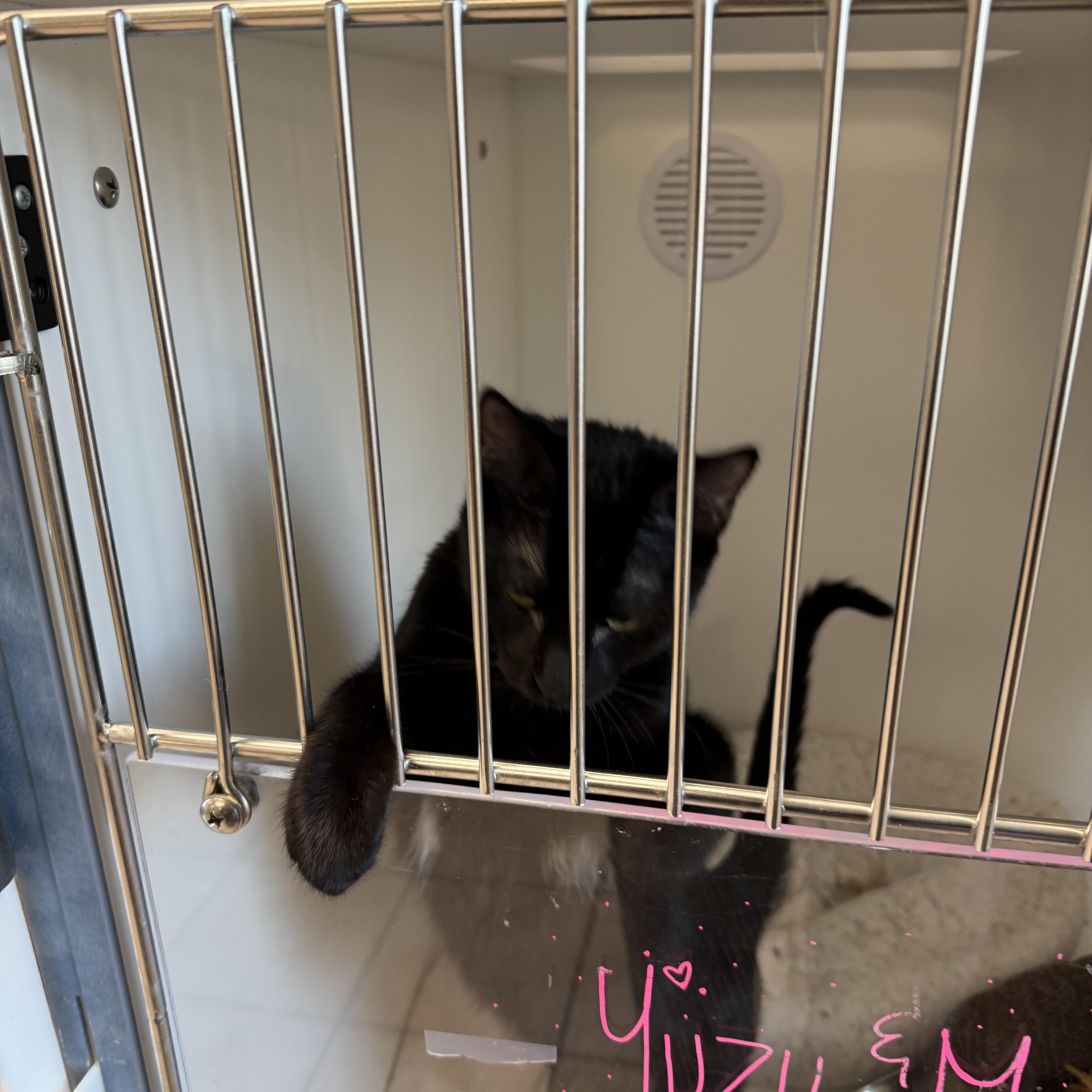 Enlarge Koda, a ADOPTABLE Domestic Short Hair in Newport Beach, CA image 3/4