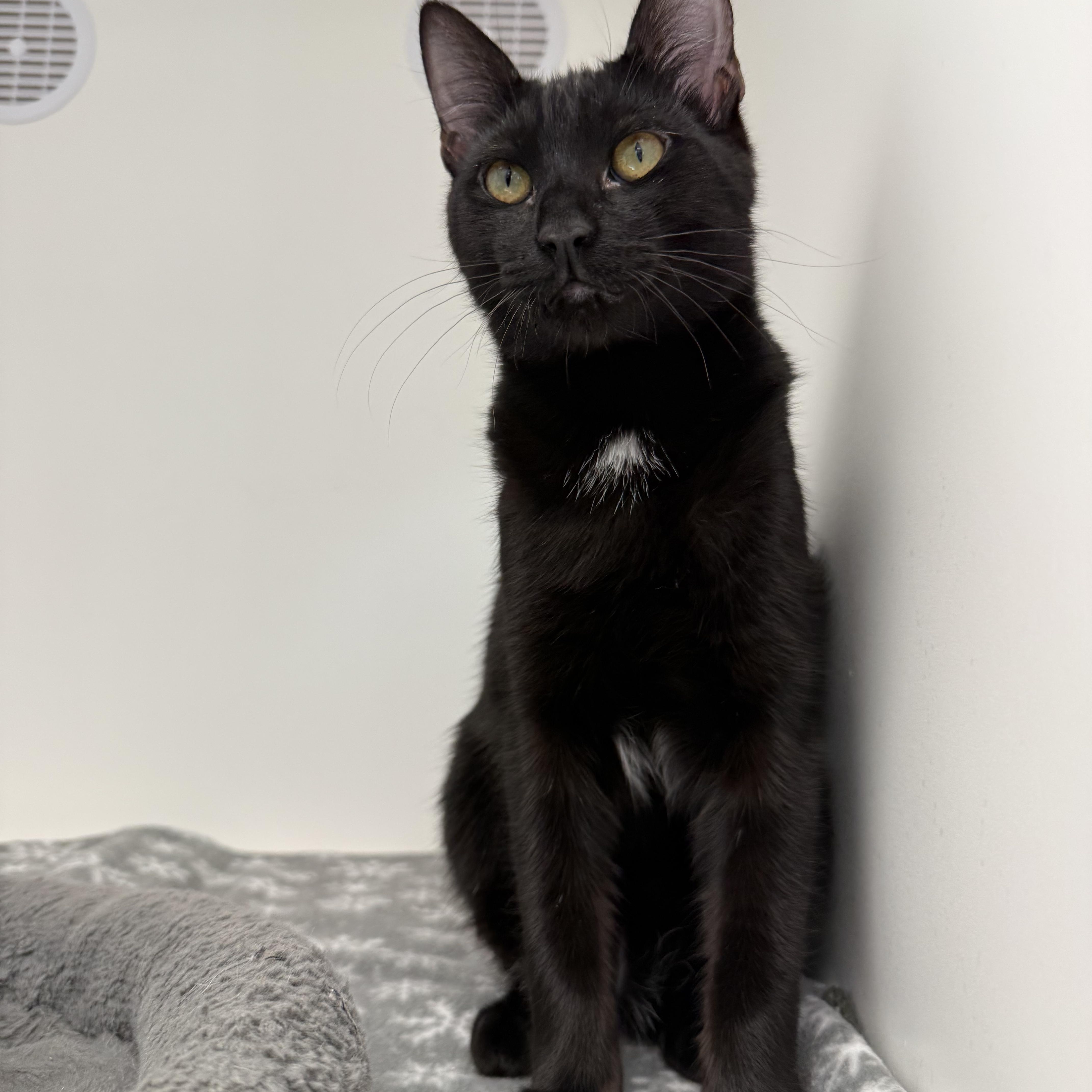 Koda, ADOPTABLE, Young Male Domestic Short Hair.