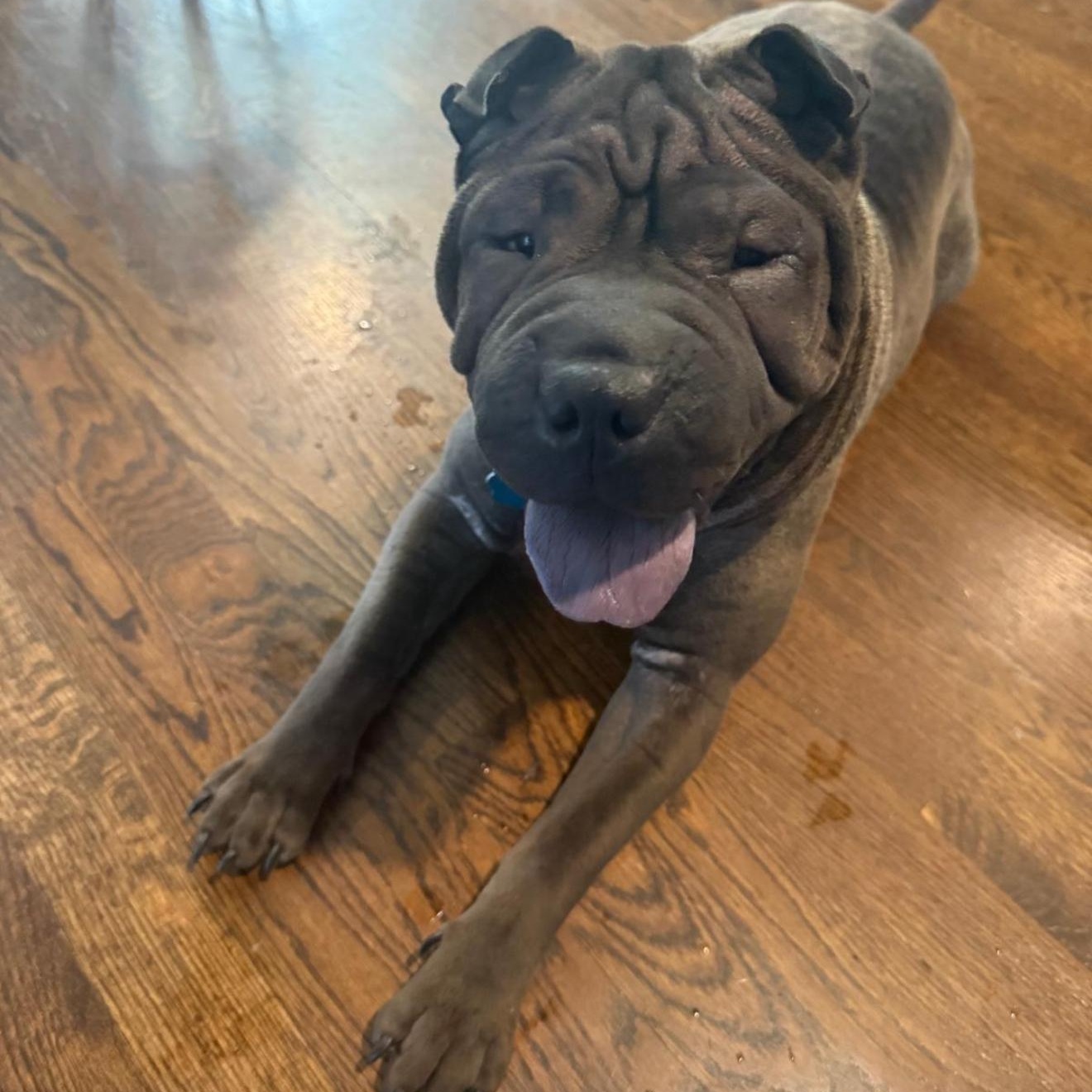 Bon-Bon Bardot, Adoptable, Young Female Shar-Pei.