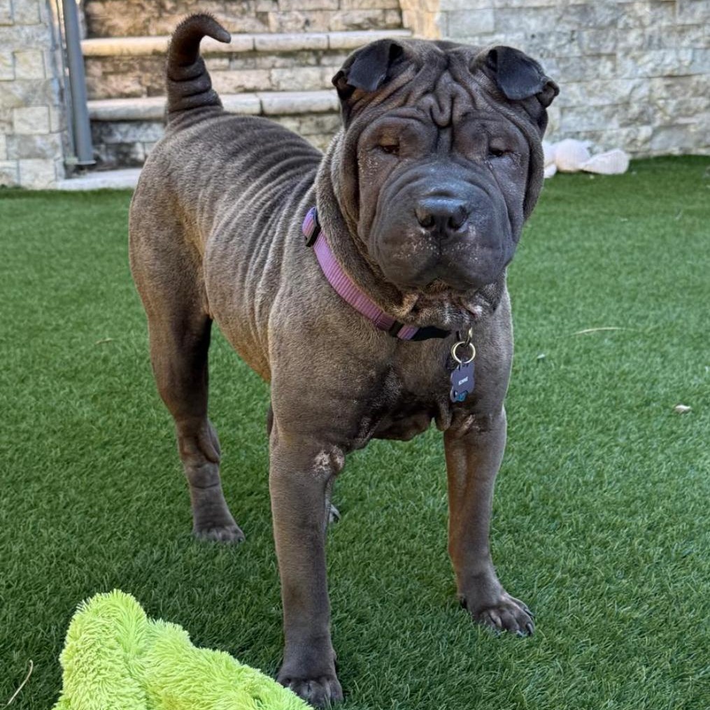 Bon-Bon Bardot, a Adoptable Shar-Pei in Marietta, GA image 3/6